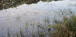 Press: SAMPLE PRESS, November 16, 2021 - NYT